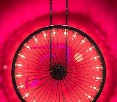 wheelight fuchsia